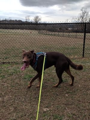 Winchester Dog Park