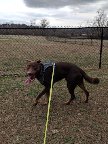 Winchester Dog Park