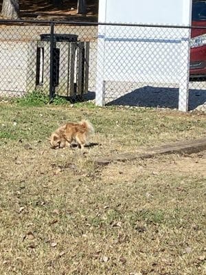 Winchester Dog Park