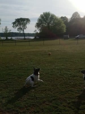 Winchester Dog Park