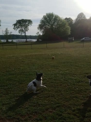 Winchester Dog Park
