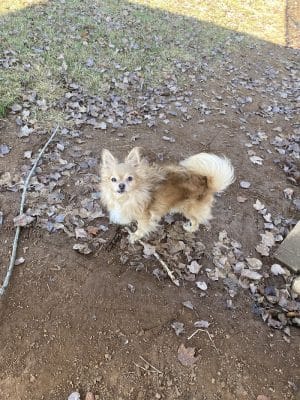 Winchester Dog Park