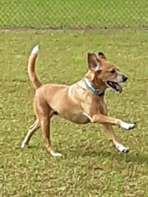 Winchester Dog Park