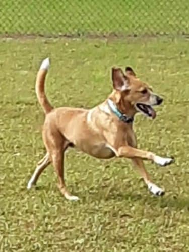 Winchester Dog Park