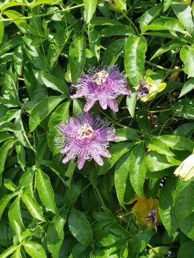 Summerport Park - Windermere, FL