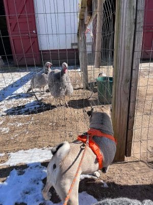 Windsor Dog Park