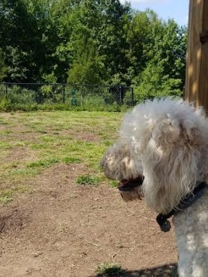 Windsor Dog Park