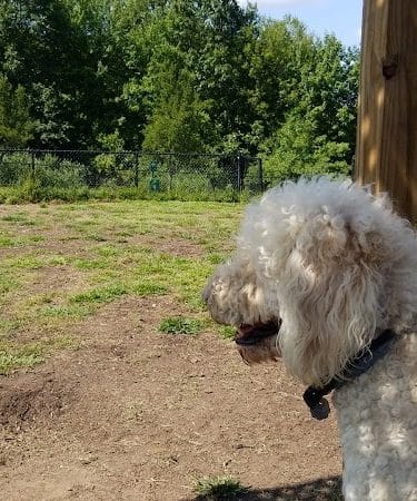 Windsor Dog Park