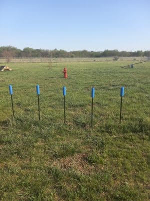 Bailey's Barking Dog Park