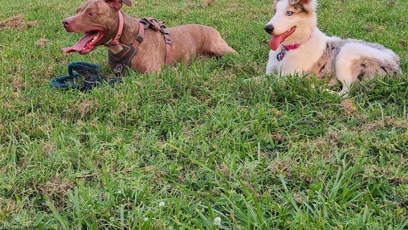 Independence Community Dog Park - Winter Garden, FL