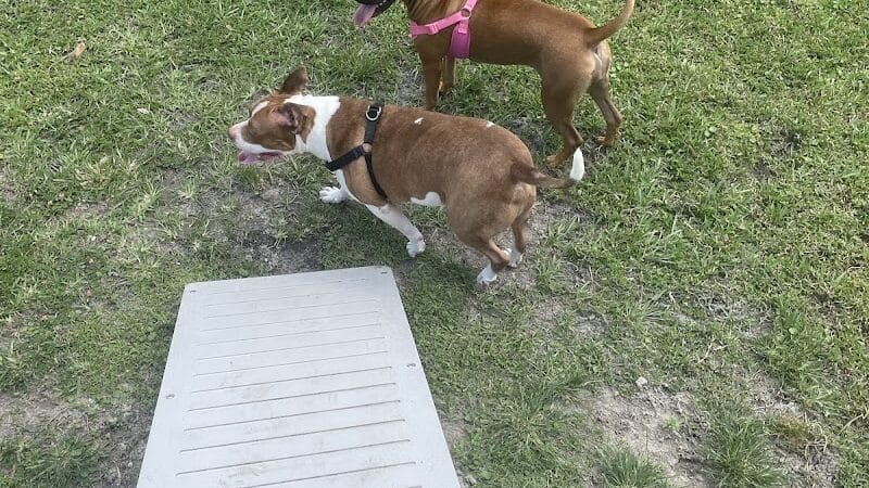 Falcon Square Dog Park - Winter Garden, FL