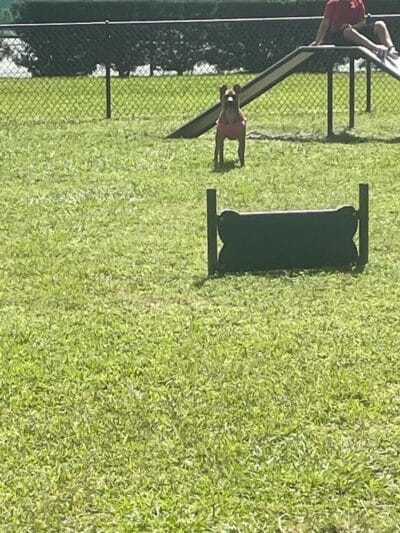 Falcon Square Dog Park - Winter Garden, FL