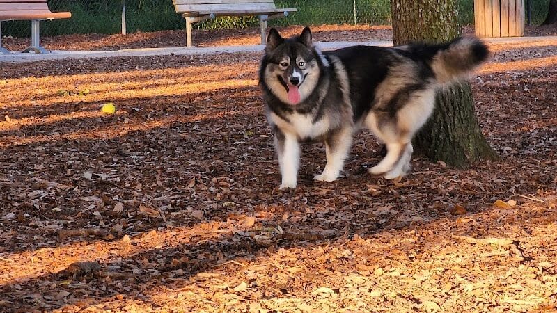 West Orange Dog Park - Winter Garden, FL