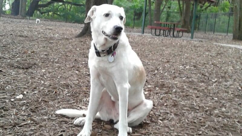 West Orange Dog Park - Winter Garden, FL