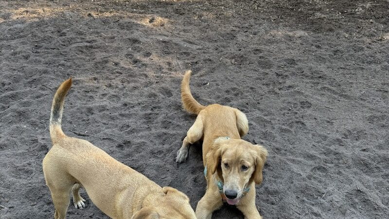 West Orange Dog Park - Winter Garden, FL