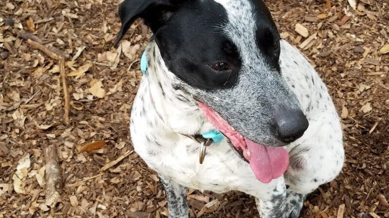 West Orange Dog Park - Winter Garden, FL