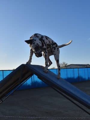 Legend Acres Agility Course Dog Park