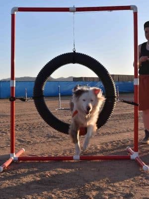 Legend Acres Agility Course Dog Park