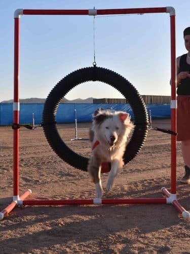 Legend Acres Agility Course Dog Park