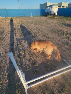 Legend Acres Agility Course Dog Park