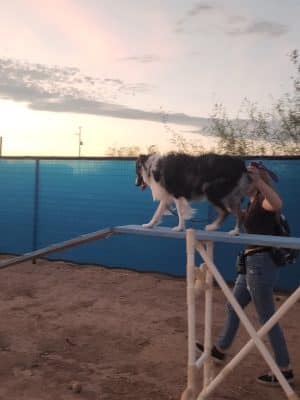Legend Acres Agility Course Dog Park