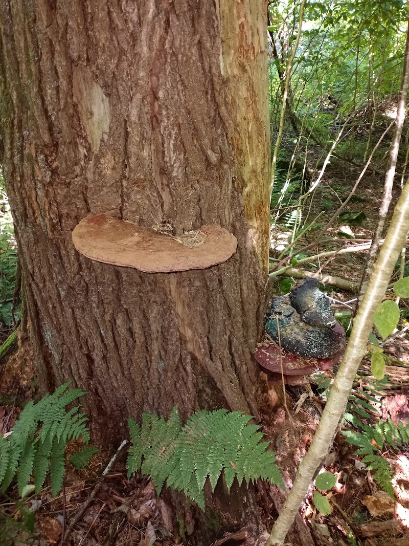 Peterson Memorial Park - Wolcott, CT