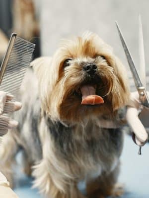 Wagging Tails Animal Daycare & Pet Spa | Cat & Dog Boarding CT - Cat & Dog Grooming CT