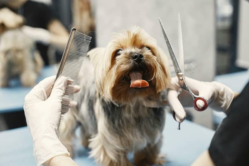 Wagging Tails Animal Daycare & Pet Spa | Cat & Dog Boarding CT - Cat & Dog Grooming CT - Wolcott, CT