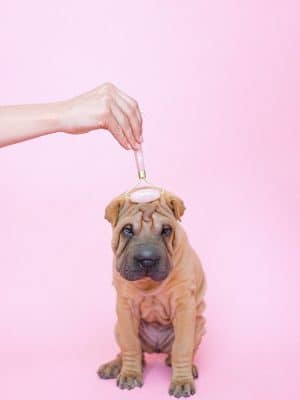 Wagging Tails Animal Daycare & Pet Spa | Cat & Dog Boarding CT - Cat & Dog Grooming CT