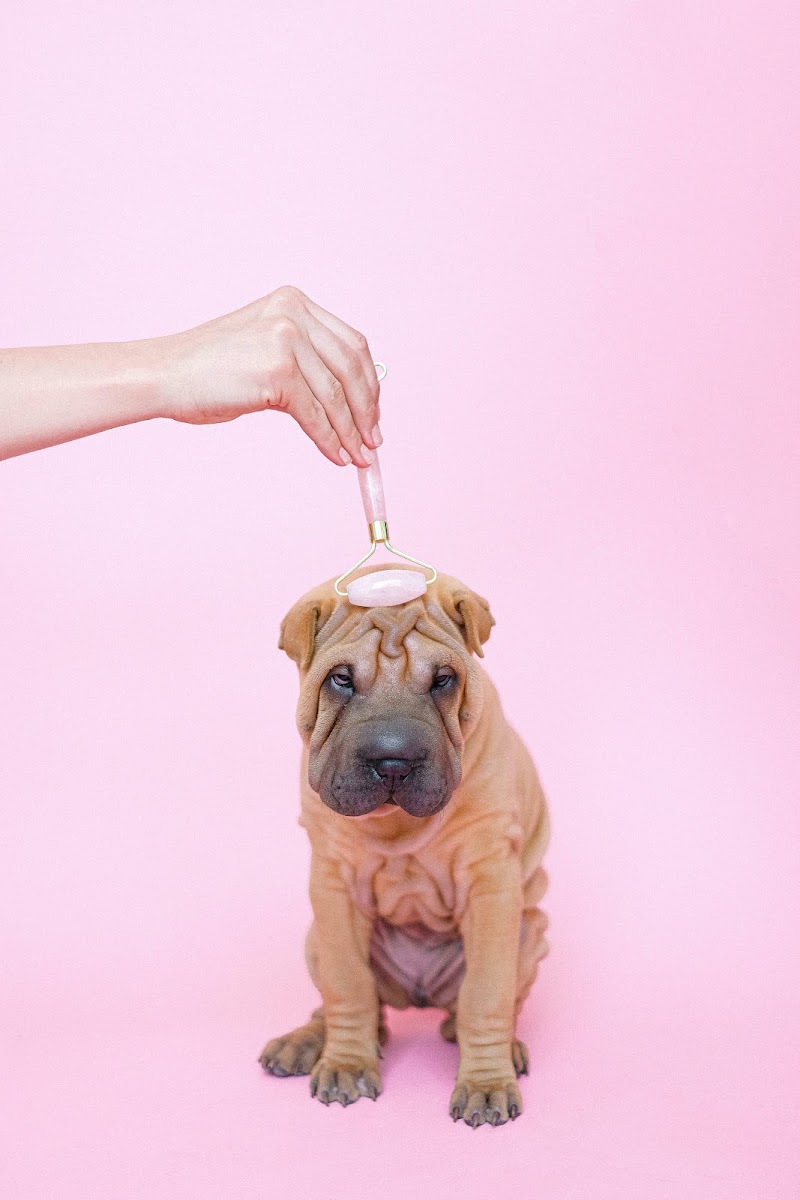 Wagging Tails Animal Daycare & Pet Spa | Cat & Dog Boarding CT - Cat & Dog Grooming CT - Wolcott, CT