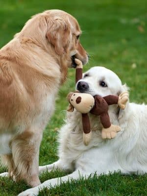 Wagging Tails Animal Daycare & Pet Spa | Cat & Dog Boarding CT - Cat & Dog Grooming CT