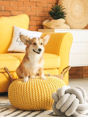Wagging Tails Animal Daycare & Pet Spa | Cat & Dog Boarding CT - Cat & Dog Grooming CT