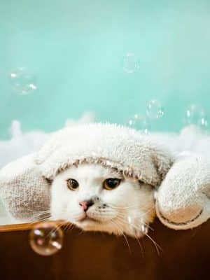 Wagging Tails Animal Daycare & Pet Spa | Cat & Dog Boarding CT - Cat & Dog Grooming CT