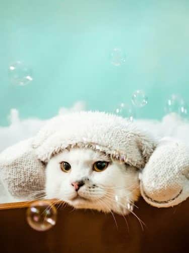 Wagging Tails Animal Daycare & Pet Spa | Cat & Dog Boarding CT - Cat & Dog Grooming CT