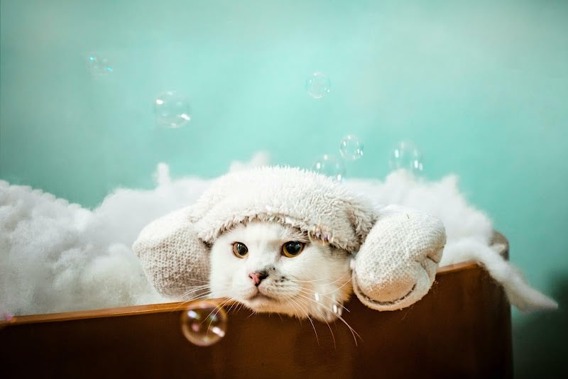 Wagging Tails Animal Daycare & Pet Spa | Cat & Dog Boarding CT - Cat & Dog Grooming CT - Wolcott, CT