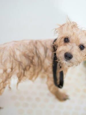 Wagging Tails Animal Daycare & Pet Spa | Cat & Dog Boarding CT - Cat & Dog Grooming CT