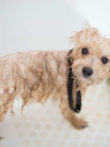 Wagging Tails Animal Daycare & Pet Spa | Cat & Dog Boarding CT - Cat & Dog Grooming CT