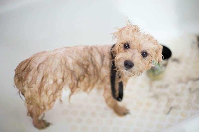 Wagging Tails Animal Daycare & Pet Spa | Cat & Dog Boarding CT - Cat & Dog Grooming CT - Wolcott, CT