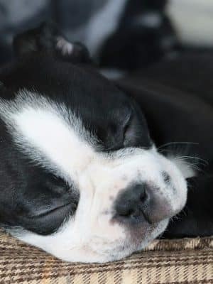 Wagging Tails Animal Daycare & Pet Spa | Cat & Dog Boarding CT - Cat & Dog Grooming CT