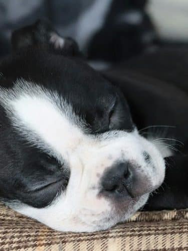 Wagging Tails Animal Daycare & Pet Spa | Cat & Dog Boarding CT - Cat & Dog Grooming CT