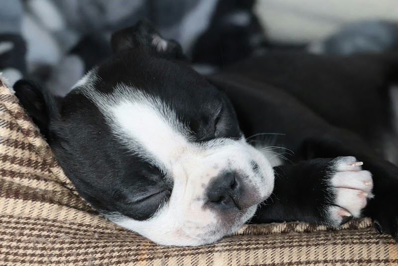 Wagging Tails Animal Daycare & Pet Spa | Cat & Dog Boarding CT - Cat & Dog Grooming CT - Wolcott, CT