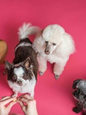 Wagging Tails Animal Daycare & Pet Spa | Cat & Dog Boarding CT - Cat & Dog Grooming CT