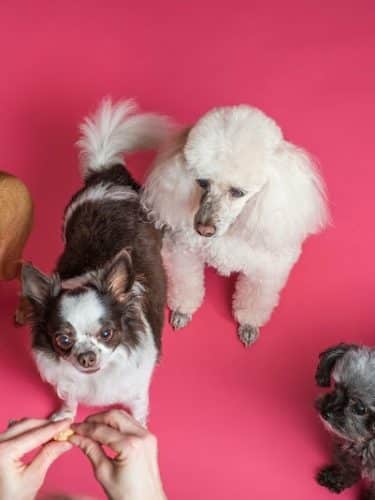 Wagging Tails Animal Daycare & Pet Spa | Cat & Dog Boarding CT - Cat & Dog Grooming CT