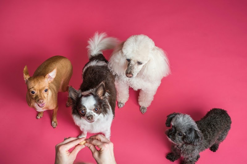 Wagging Tails Animal Daycare & Pet Spa | Cat & Dog Boarding CT - Cat & Dog Grooming CT - Wolcott, CT