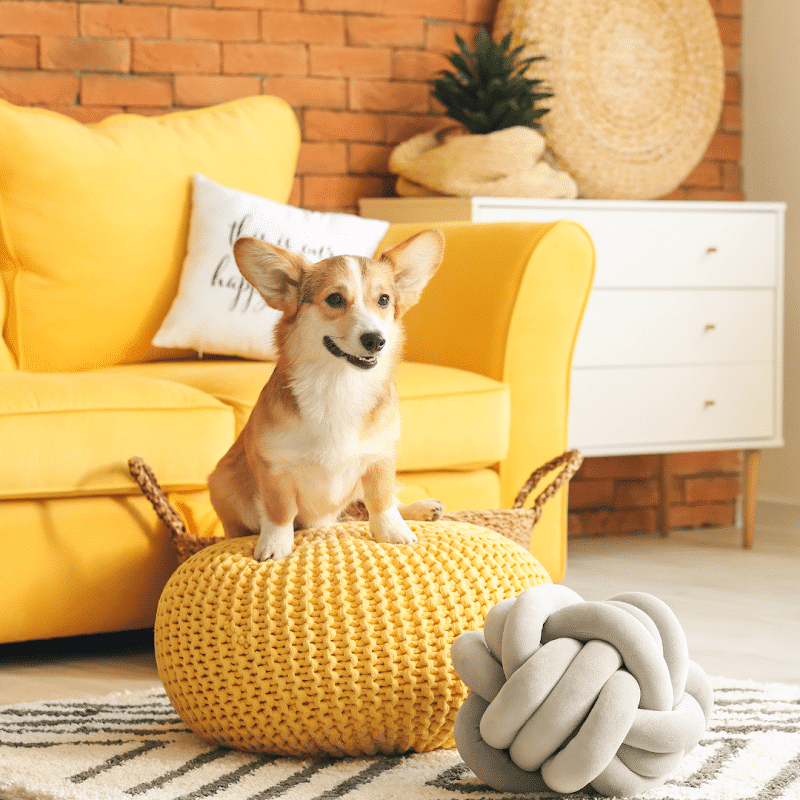Wagging Tails Animal Daycare & Pet Spa | Cat & Dog Boarding CT - Cat & Dog Grooming CT - Wolcott, CT