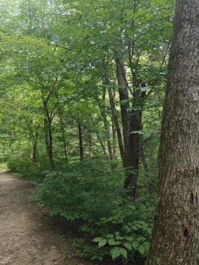 Peterson Memorial Park - Wolcott, CT