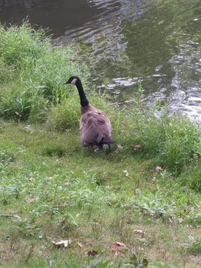 Bell Lake Park - Woodbury, NJ