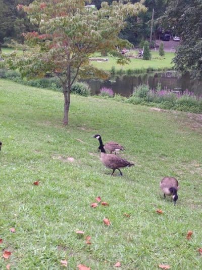 Bell Lake Park - Woodbury, NJ