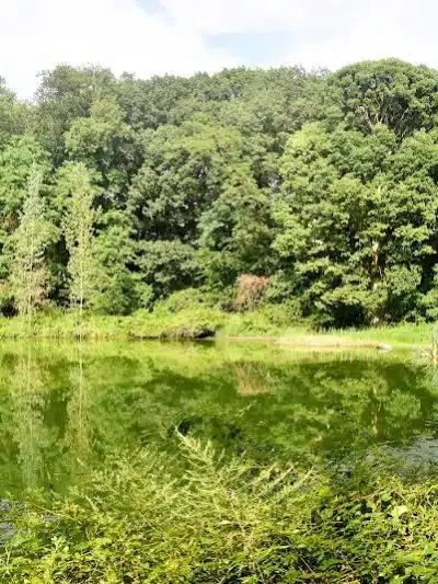 Forest Park - Woodhaven, NY