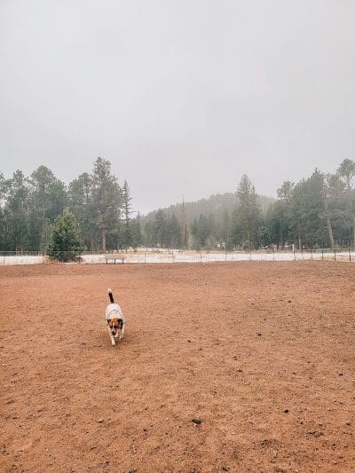 Golden Meadows Dog Park - Woodland Park, CO